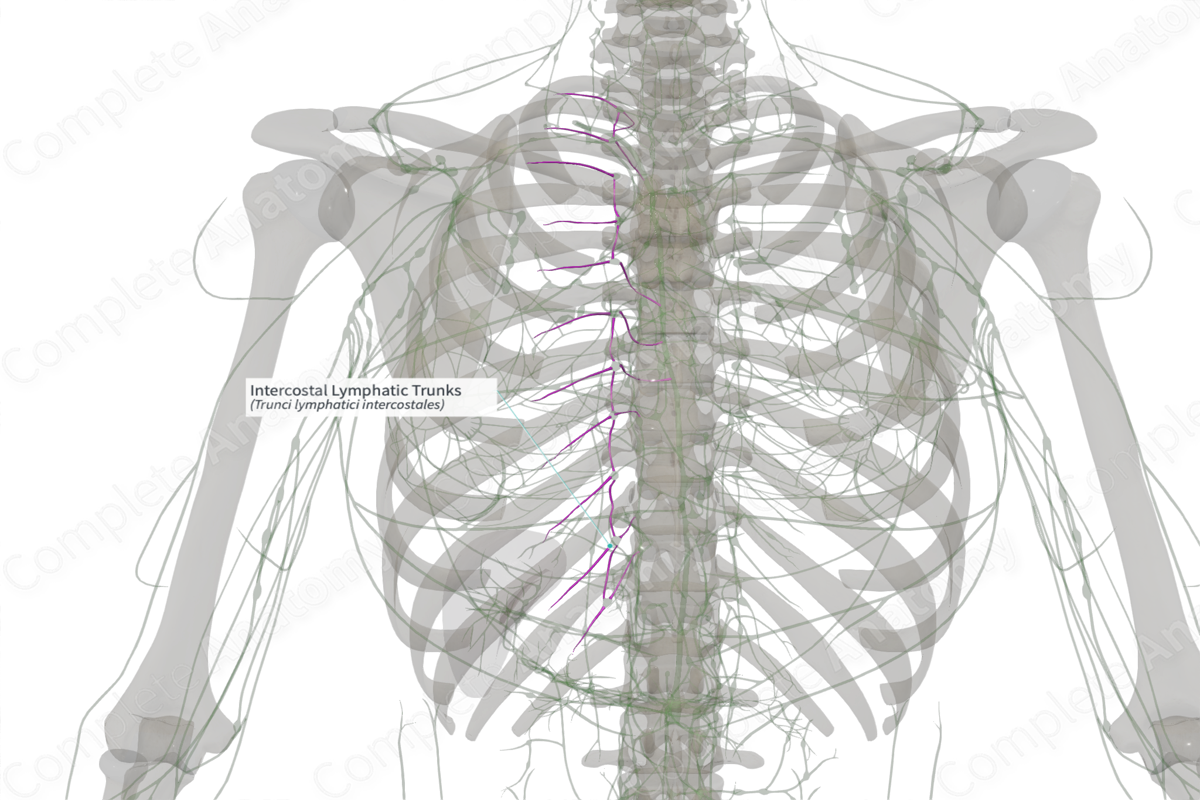 Intercostal Lymphatic Trunks (Right)