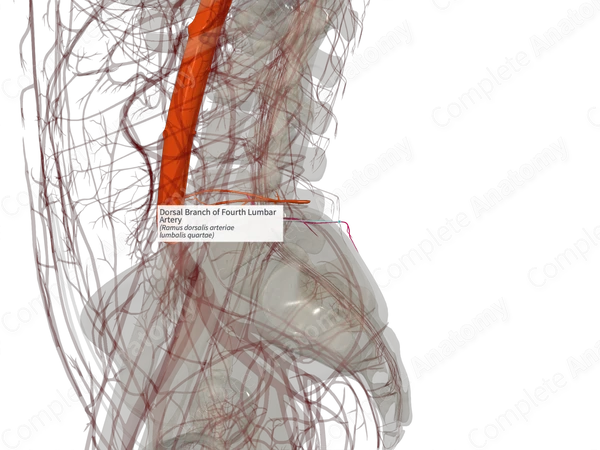 Dorsal Branch of Fourth Lumbar Artery (Left)