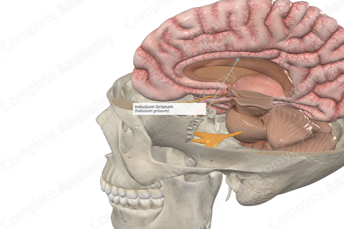 Indusium Griseum Complete Anatomy