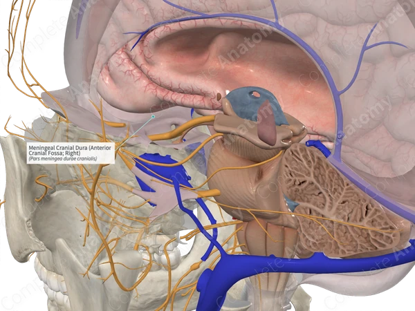 Meningeal Cranial Dura (Anterior Cranial Fossa; Right)
