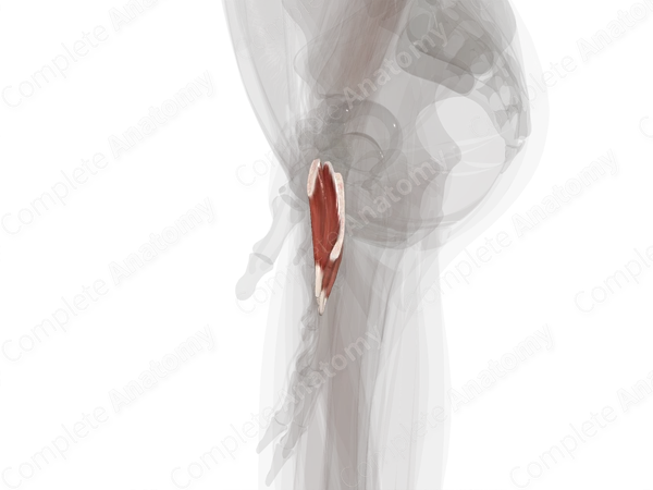 Dorsal Interossei Muscles of Hand (Left)