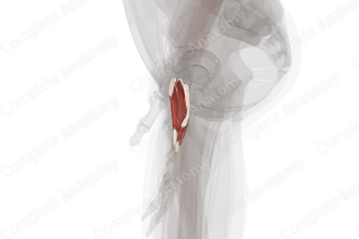 Dorsal Interossei Muscles of Hand (Left)