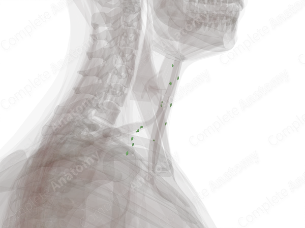 Anterior Cervical Nodes (Left)