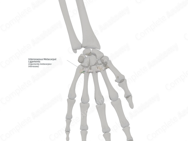 Interosseous Metacarpal Ligaments (Right)