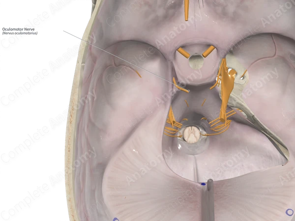 Oculomotor Nerve