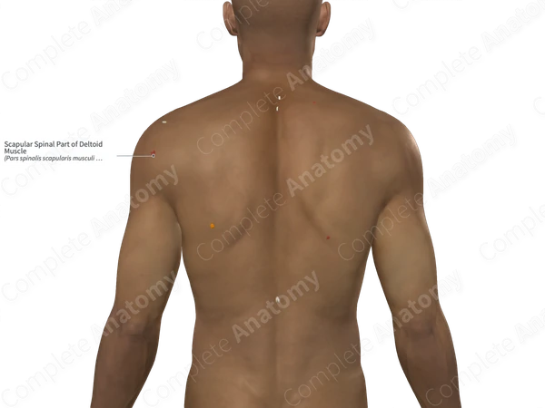 Scapular Spinal Part of Deltoid Muscle 