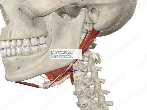 Inferior Articular Facets of Fourth Cervical Vertebra