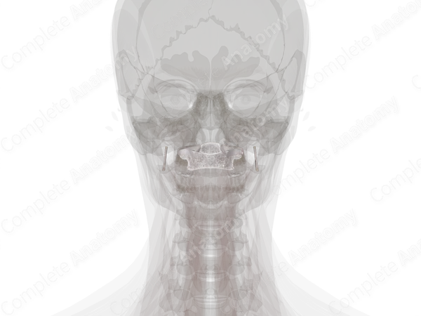 Atlantooccipital Joint