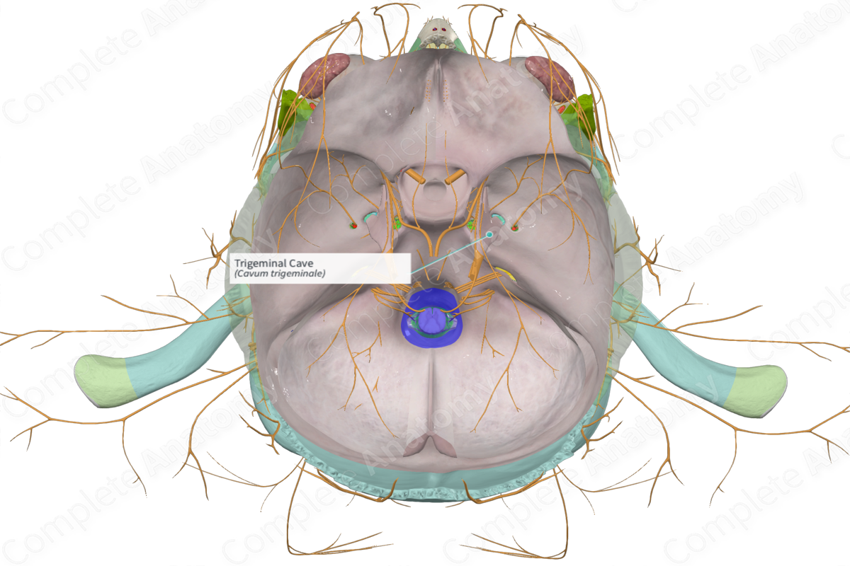 Trigeminal Cave Complete Anatomy