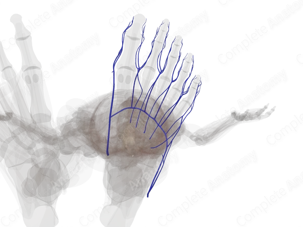 Superficial Veins of Ankle and Foot (Left)