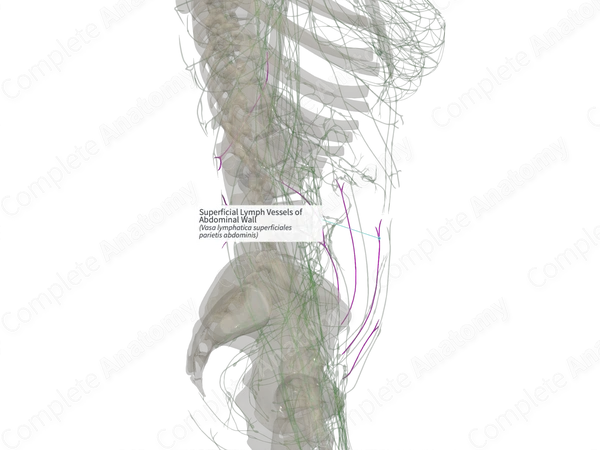 Superficial Lymph Vessels of Abdominal Wall (Left)