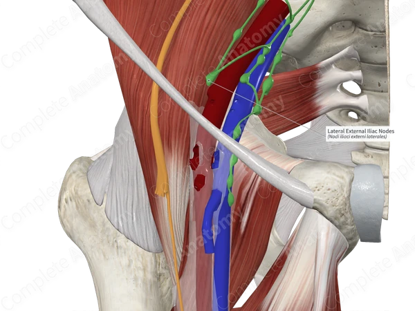 Lateral External Iliac Nodes