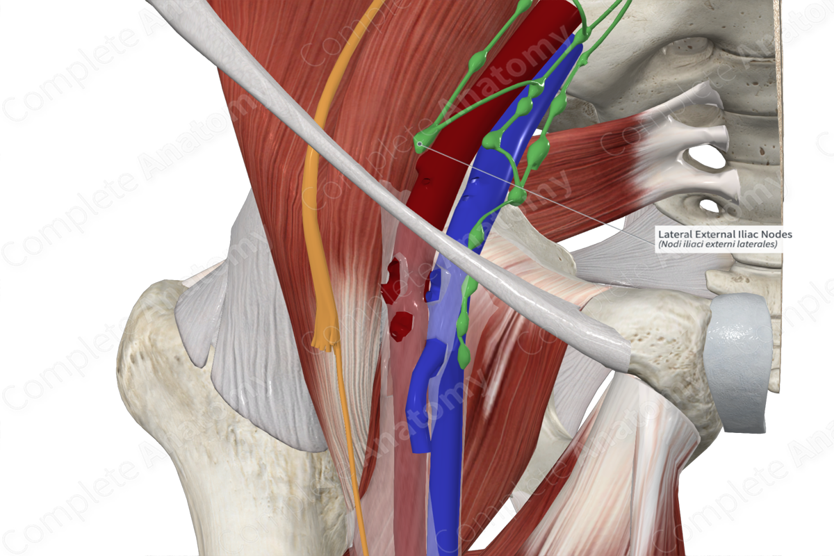 Lateral External Iliac Nodes 