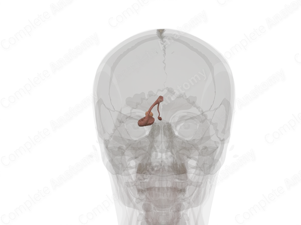 Limbic System (Left)