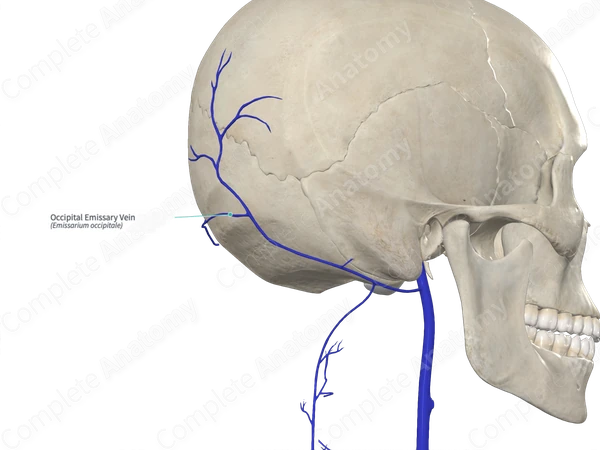 Occipital Emissary Vein