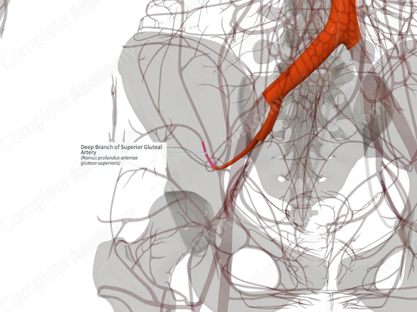Deep Branch of Superior Gluteal Artery (Right)