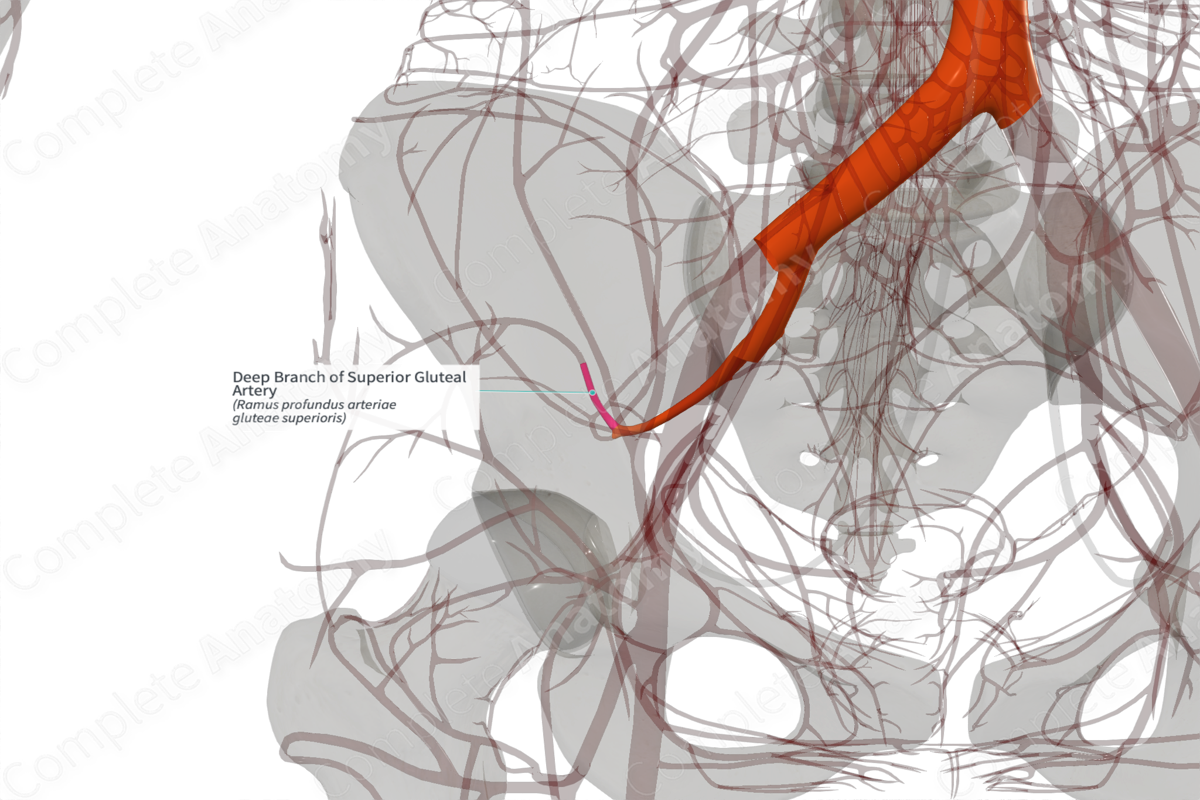Deep Branch of Superior Gluteal Artery (Right)