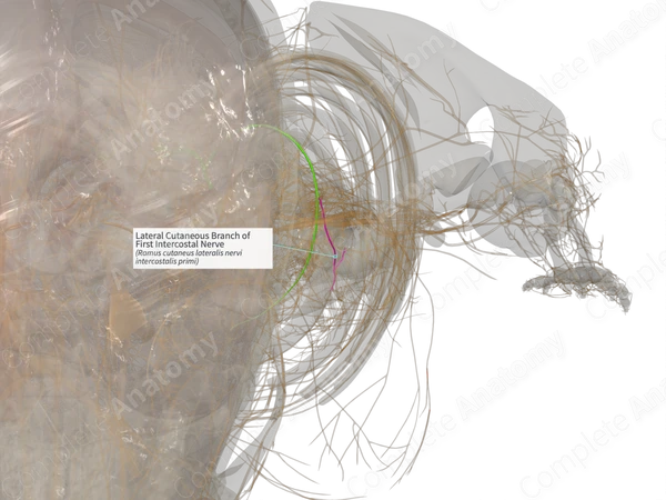 Lateral Cutaneous Branch of First Intercostal Nerve (Right)