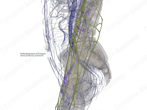 Perforating Veins of Forearm (Right)