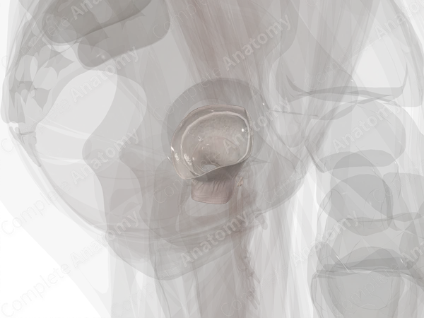 Articular Capsule of Hip Joint (Left)