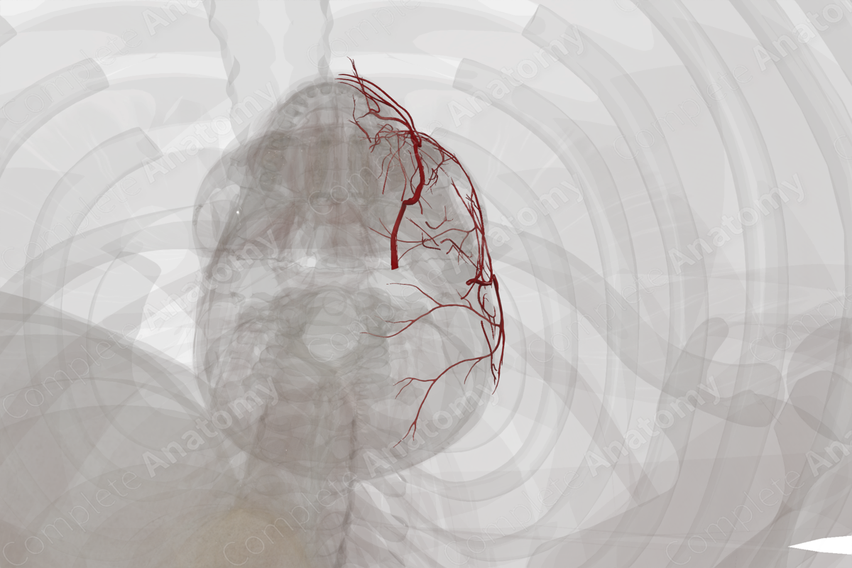 Arteries of Face & Scalp (Left)