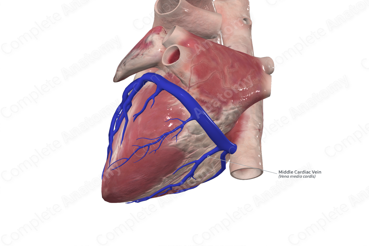 Middle Cardiac Vein