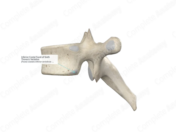 Inferior Costal Facet of Sixth Thoracic Vertebra