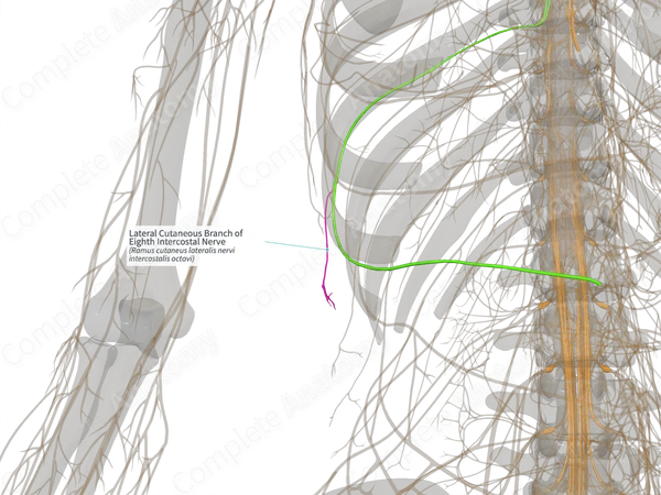 Lateral Cutaneous Branch of Eighth Intercostal Nerve (Left)