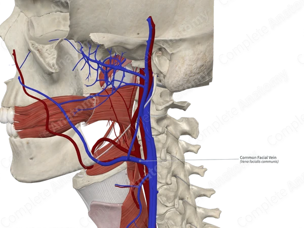 Common Facial Vein