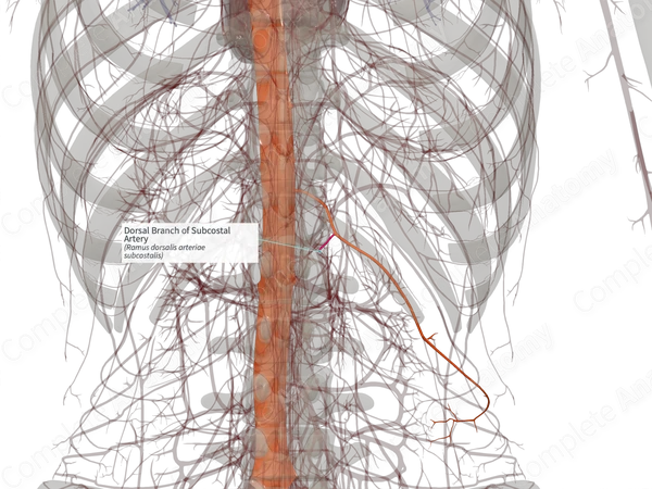 Dorsal Branch of Subcostal Artery (Left)