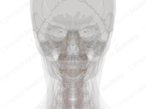Cranial Part of Autonomic Division