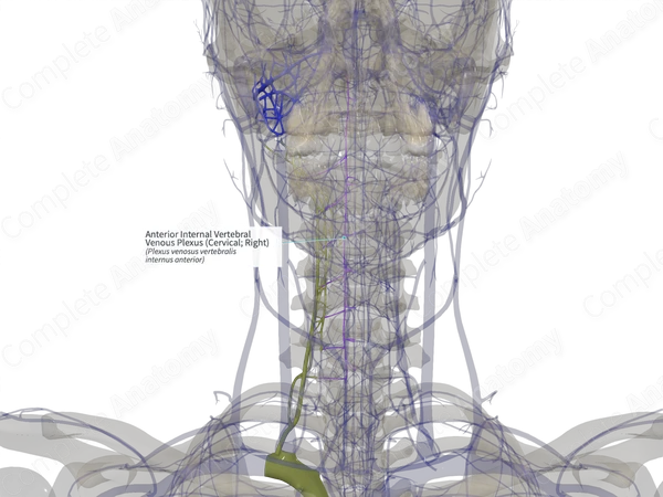 Anterior Internal Vertebral Venous Plexus (Cervical; Right)