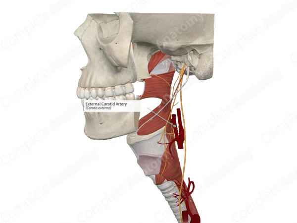 External Carotid Artery