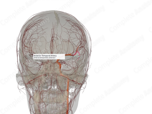 Anterior Temporal Artery (Left)