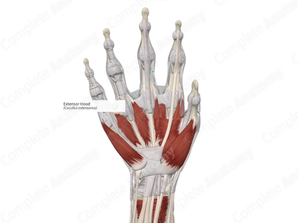 Extensor Hood 
