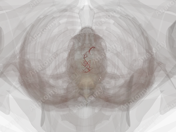 Arteries of Esophagus