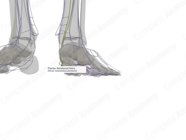 Plantar Metatarsal Veins (Right)