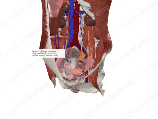 Mucosa of Large Intestine (Sigmoid Colon; Anterior)