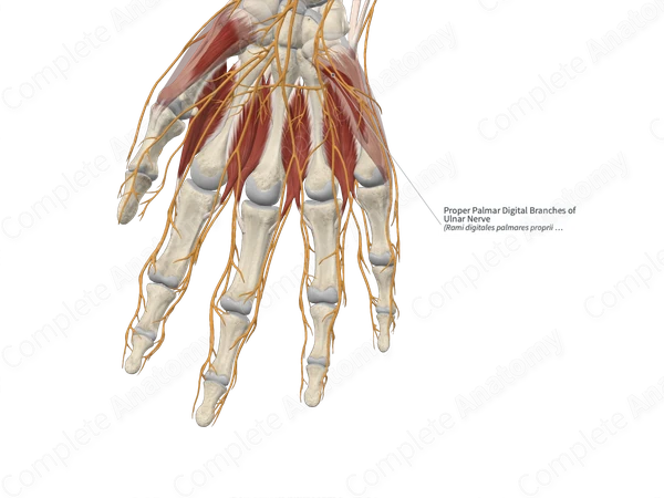 Proper Palmar Digital Branches of Ulnar Nerve