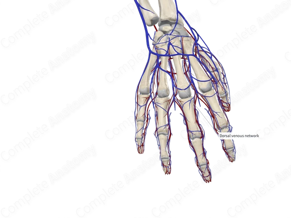 Dorsal Metacarpal Veins