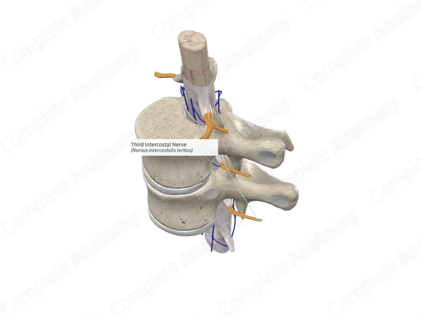 Third Intercostal Nerve 