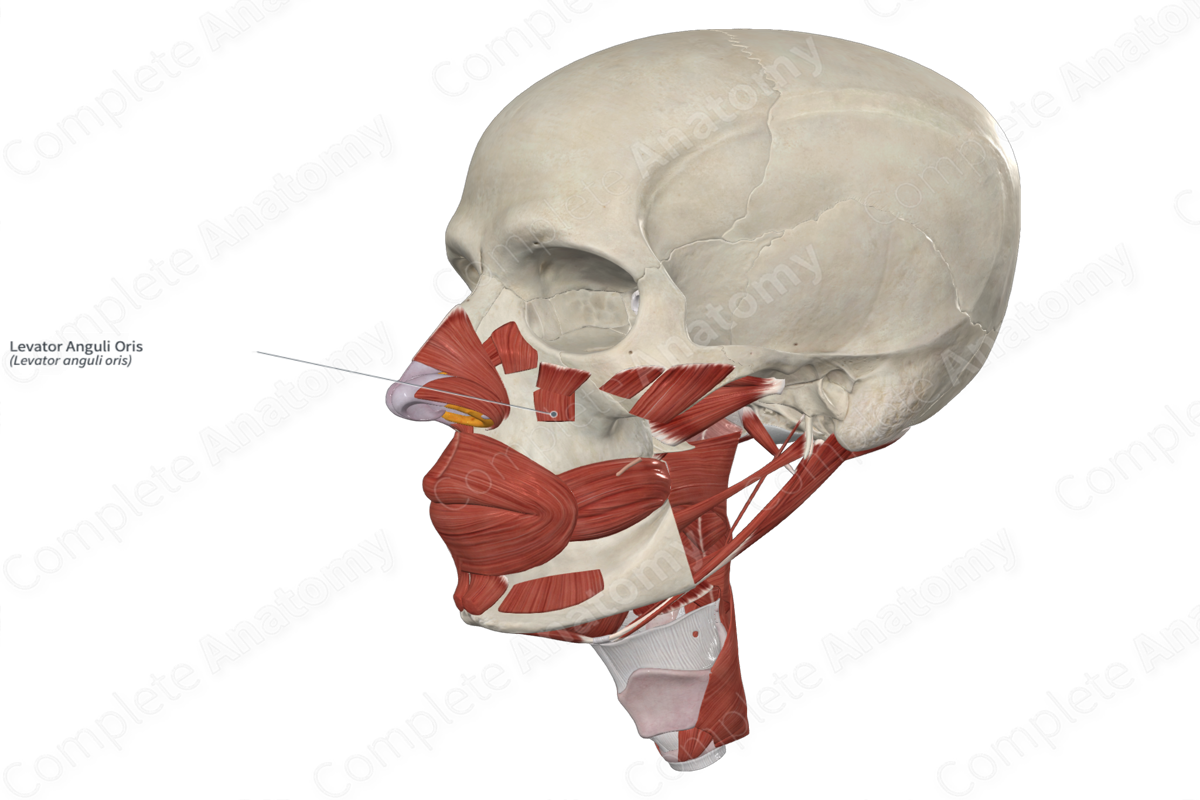 Levator Anguli Oris 