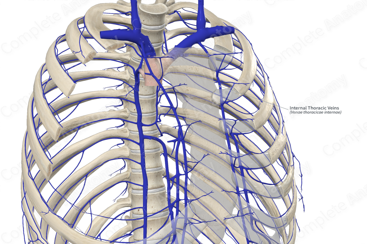 Internal Thoracic Veins 