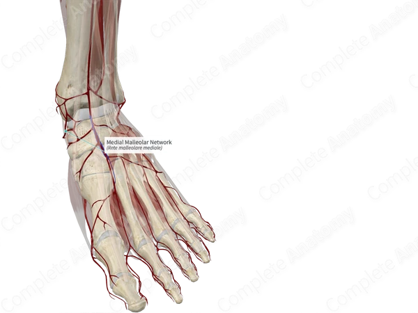 Medial Malleolar Network 
