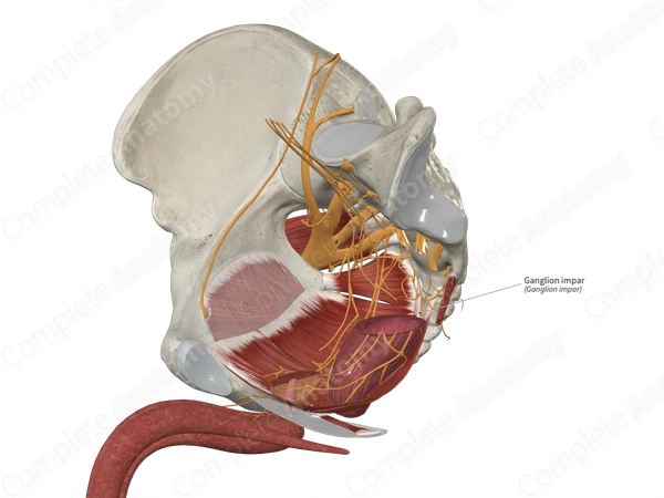Ganglion impar