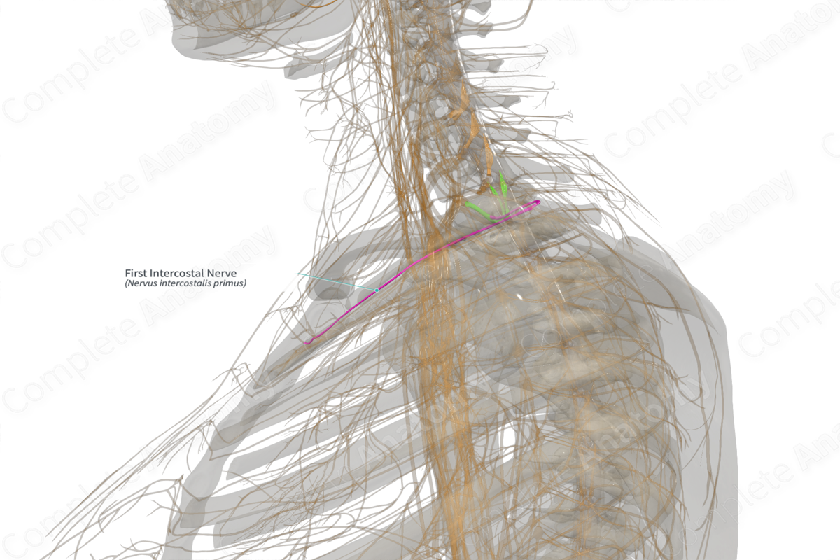 First Intercostal Nerve (Left)