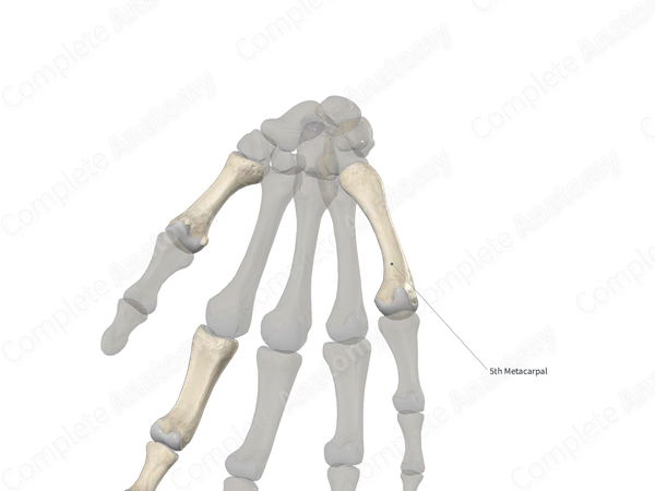 Fifth Metacarpal Bone