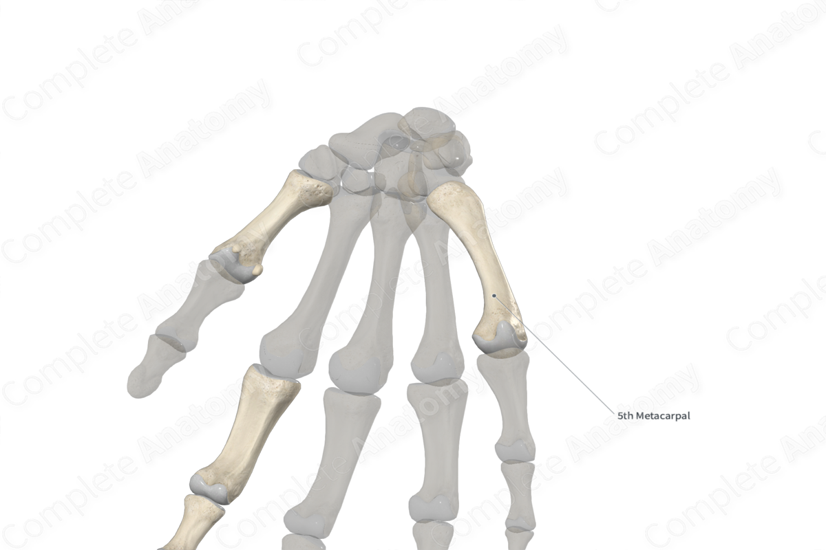 Fifth Metacarpal Bone 