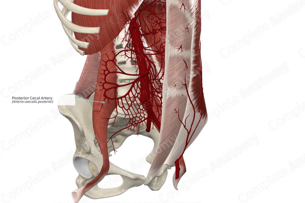 Posterior Cecal Artery