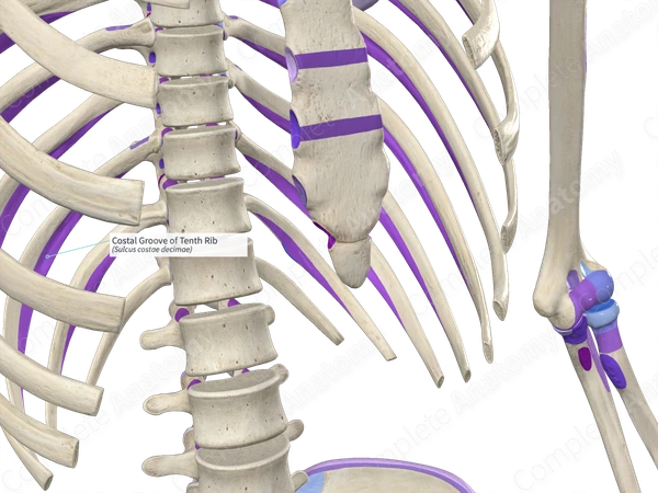 Costal Groove of Tenth Rib Complete Anatomy